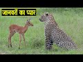 जंगली जानवरों के दिल में भी प्यार होता है देखिए  विडियो  | Wild Animal Friendships you won’t believe