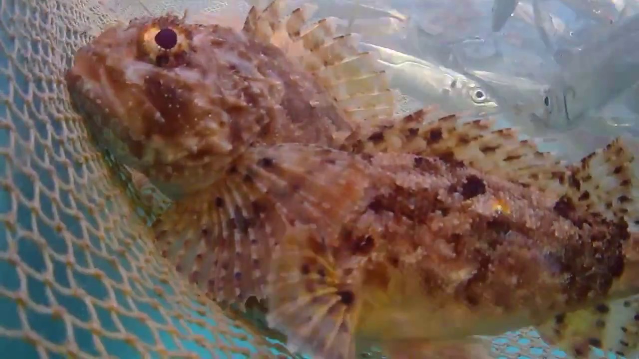 Самая ядовитая рыба черного моря Самая ядовитая рыба черного моря