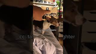 Monday Mapporte Mon Livre Mon Surligneur Et Mes Lunettes   dogsoftiktok  jackrussel