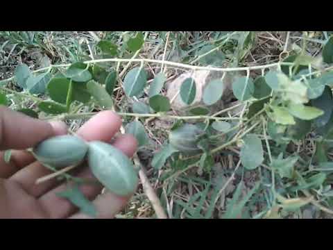 Video: Astragalusning foydalari - Bog'da astragalus o'tlarini etishtirish