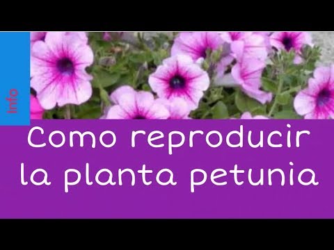 Video: Cultivamos Petunia Por Nuestra Cuenta