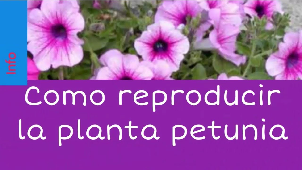 Como cuidar y reproducir la planta por separación YouTube