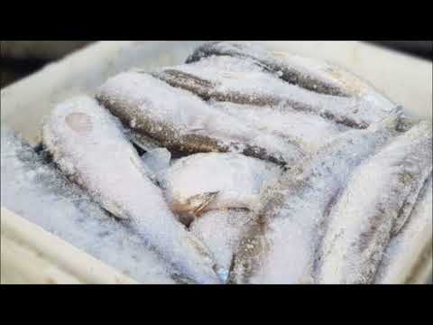 Video: Kako ohraniti ribe sveže pred čiščenjem?