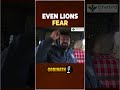 Even The King Of The Forest Lives In Fear Sometimes 🦁 | Gobinath #shorts
