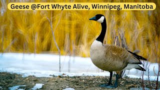 Geese @ Fort Whyte Alive Center, Winnipeg March  2024
