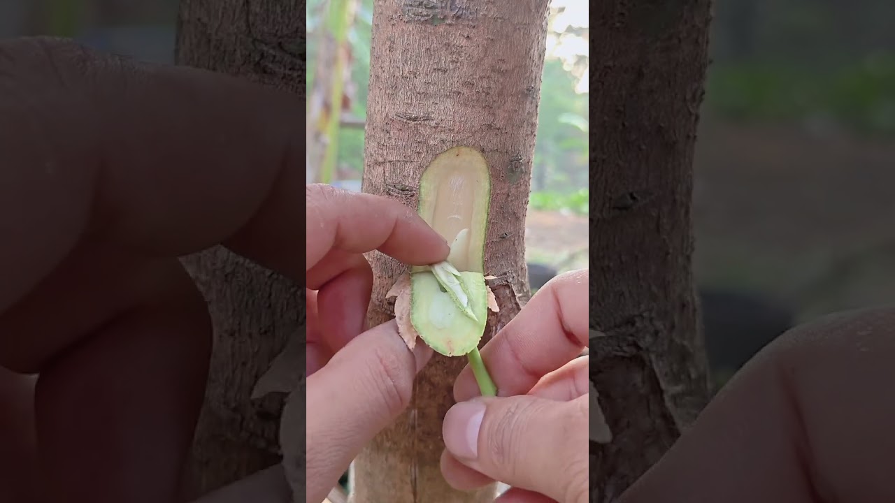 Learning unique grafting technique 🌳🌳 #youtubeshorts #shorts #gardening #grafting #satisfying #fruit
