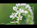 白い花の咲く頃  倍賞千恵子さん