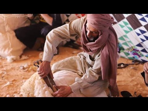 موسم الجلامه فى ليبيا طريقة جز صوف الاغنام فى ليبيا - YouTube