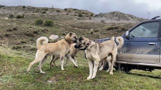 AZAP 3 YABANCI DAVAR KÖPEĞİNİN ARASINDA KALDI ! AZAPA DALINDA GÖRELİM SİZİ AZAP ŞEKLİNİ KOYDU