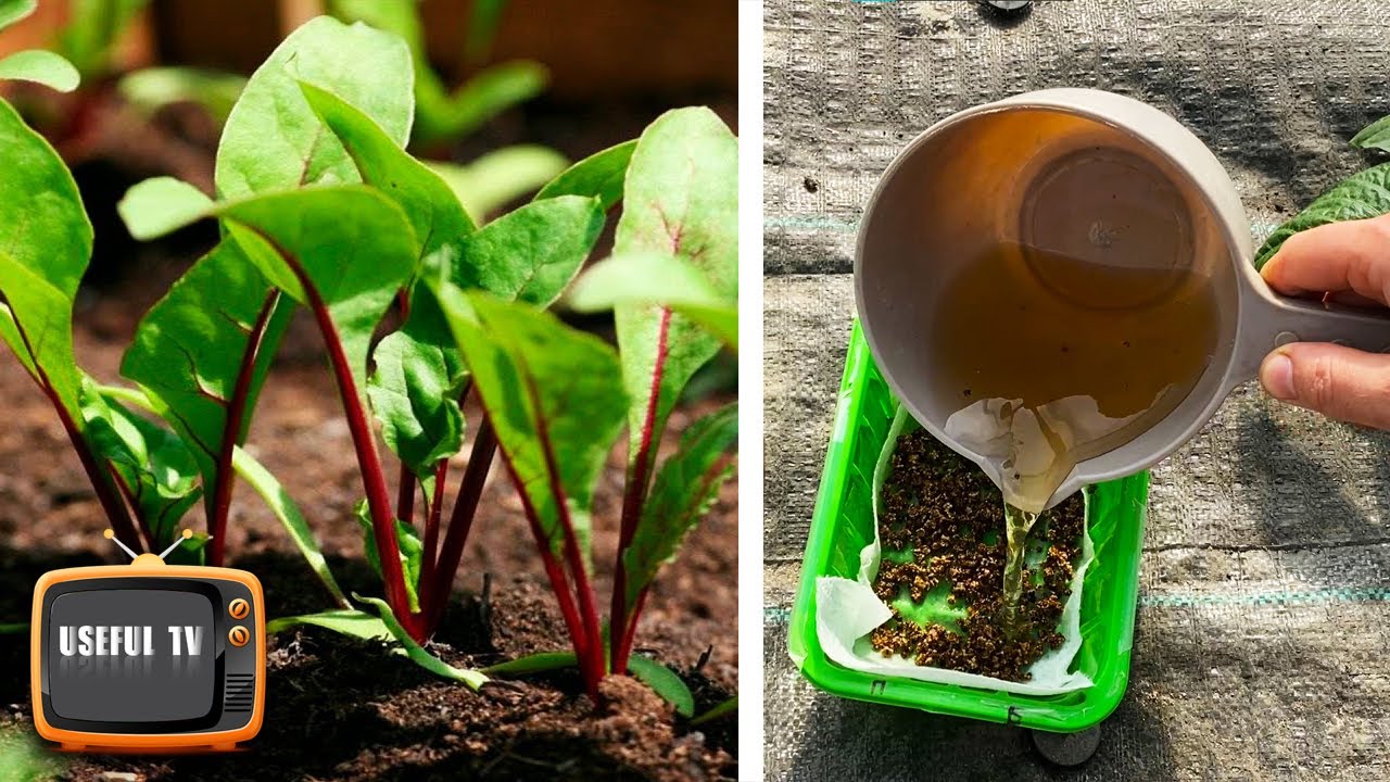 Beets will sprout in 2 days! The subtleties of sowing beets