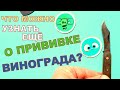 Самая простая и надёжная прививка винограда для начинающих! Grafting grapes theory and practice!