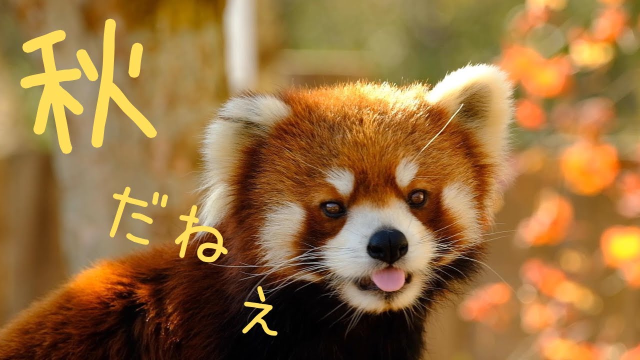 釧路市動物園、秋のレッサーパンダ