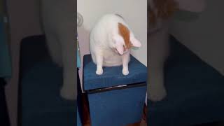 Funny cat moments by I Love My Dog 53 views 1 year ago 1 minute, 36 seconds