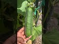 April harvest: Cucumbers,egg plants, tomatoes and much more…..Zone 10A