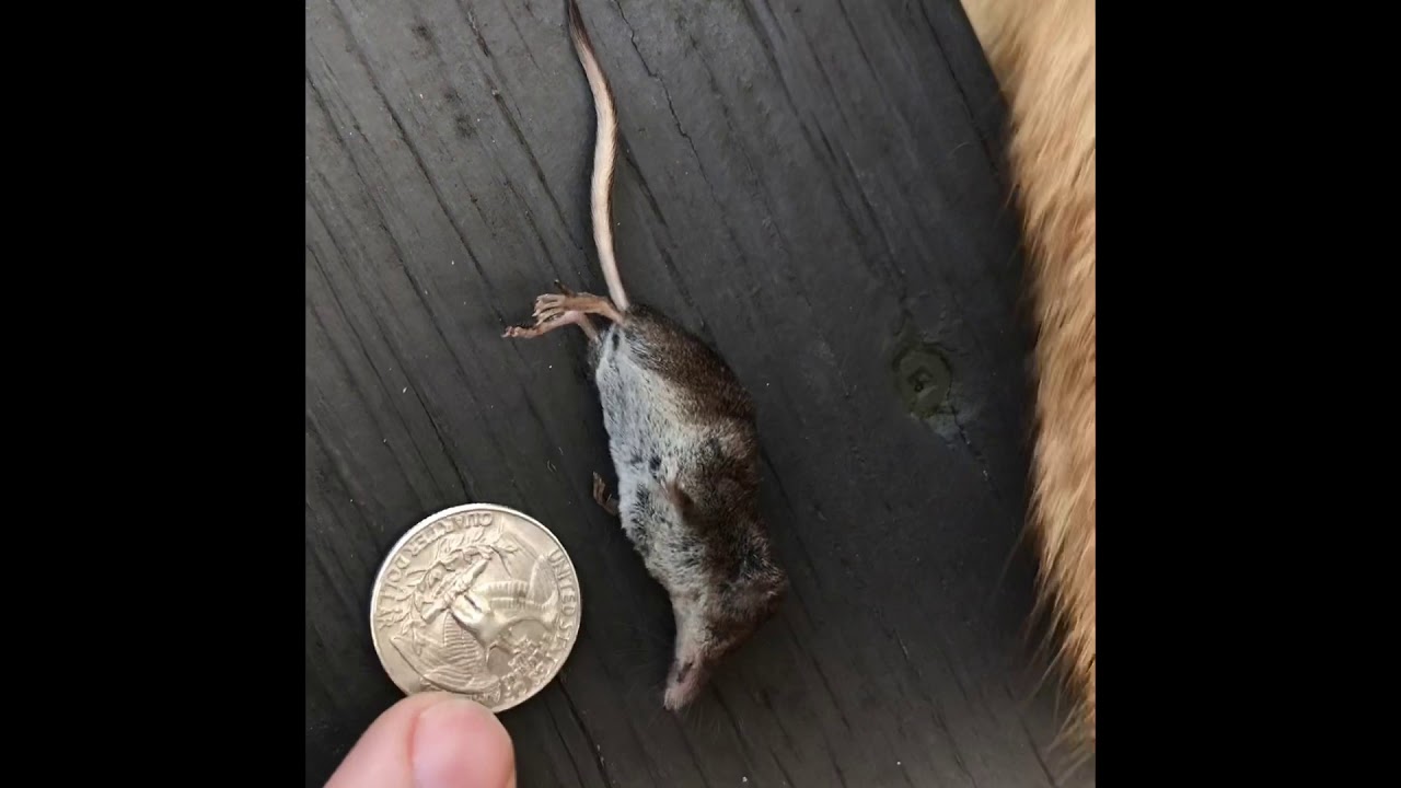 Tiny Shrew - not a mouse, not even a rodent