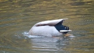 Dabbling duck