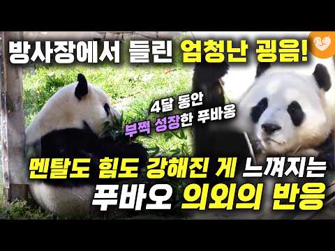 <strong>푸바오의</strong> 방사장에서 들린 엄청난 굉음! 🐼 멘탈도 힘도 부쩍 성장한 게 느껴진다는 <strong>푸바오의</strong> 의외의 반응