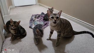 Mother Bengal Cat and her Kittens.