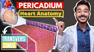 Heart Pericardium Anatomy | Transverse And Oblique Sinus Of Heart screenshot 4