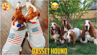 😍 Basset Hound 😂 - Funny and Cute Basset Videos 2020 #3 by Fuuny Dogs HD 1,973 views 3 years ago 6 minutes, 11 seconds