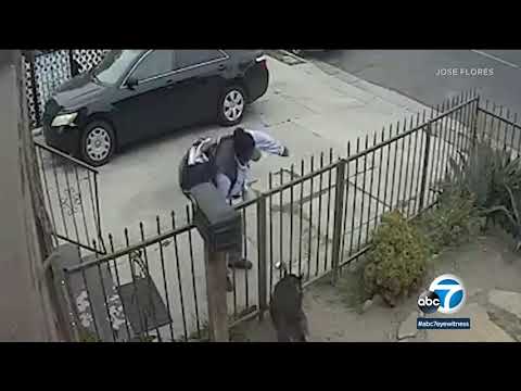 Mail carrier pepper sprays dog in front yard of L.A. home | ABC7