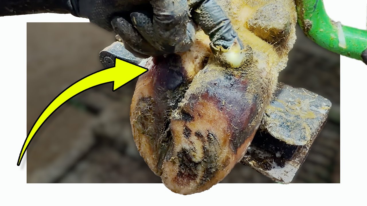 Мой палец НЕ ДОЛЖЕН помещаться в копыто коровы...