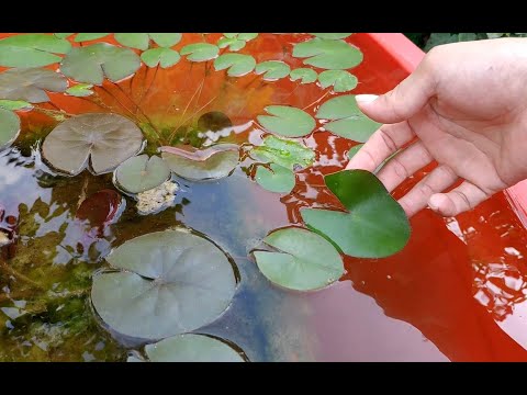 做错这一点，睡莲叶子出水就腐烂，和普通花卉完全不同