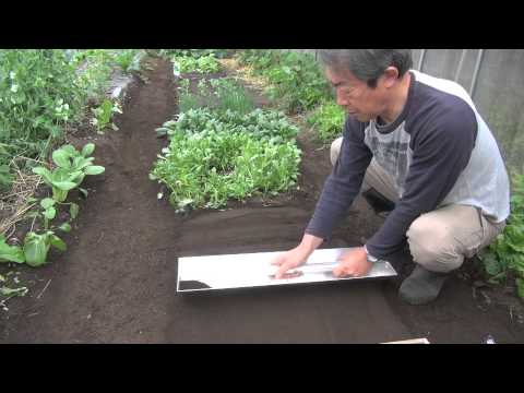 菜園だより140418鉢増し/収穫/播種/定植