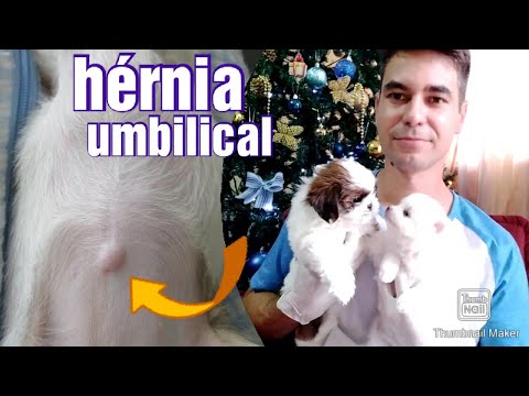 Vídeo: Umbigo De Cachorro