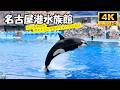 Nagoya Aquarium Orca Training & Dolphin Performance BLUE ECHO 🐋🐬 名古屋港水族館