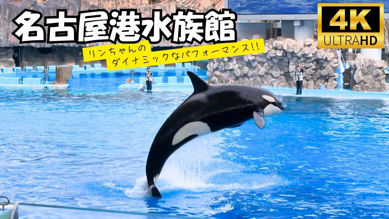 Nagoya Aquarium Orca Training & Dolphin Performance BLUE ECHO 🐋🐬 名古屋港水族館