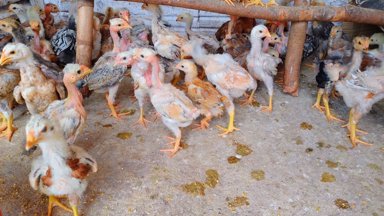 Desenvolvimento de franguinhos com manejo correto, é só sucesso.