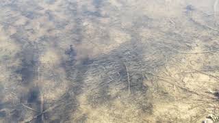 Fathead minnow school