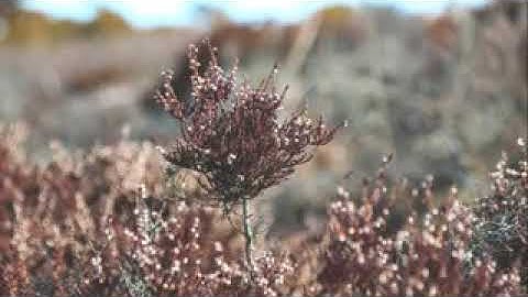 تلاوة هادئة لاتوصف من جمالها طيب مسامعك