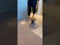 爆笑🤣飼い主の靴下強奪犬 #トイプードル #shortvideo #shorts #short #puppy #japan #おもしろ #dog #癒し #かわいい #cute