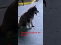 German shepherd #hindisong #love #foryou #shorts