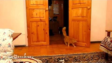 Cat Scared of Mario jump (Кот Марио)