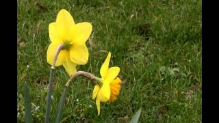 AUGURI BUONA PASQUA 2012.avi