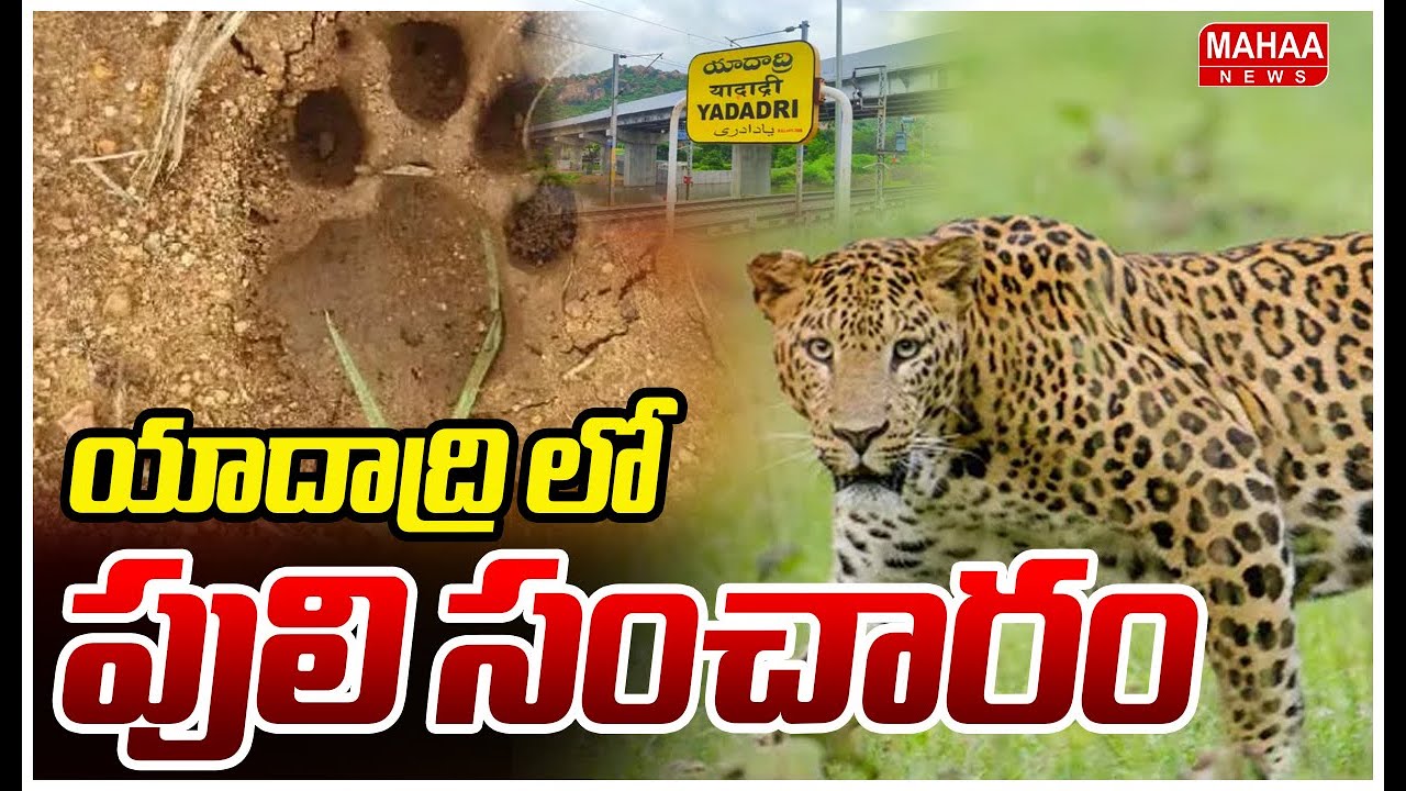 యాదాద్రి లో పులి సంచారం | Tiger Hulchul In Yadadri District | Mahaa News
