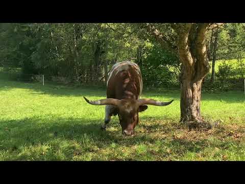 Texas Longhorns im Baacher Tal