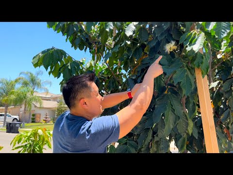 Video: Ice Cream Bean Tree Care – Wie man einen Eiscreme-Bohnenbaum züchtet