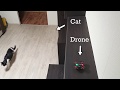 Survival skills cat vs drone