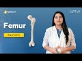 Femur Bone | Anatomy of Lower Limb | Skeletal System for Medical Student