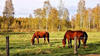 Nature walk / Pretty horses / Relaxing video ☘