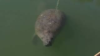 Manatee Calf Rescued By Dolphin Research Center