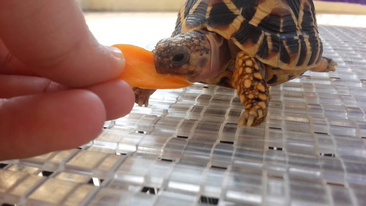 Baby star tortoise eating carrot YouTube