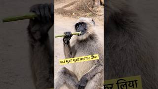 बन्दर मुंह धोने लगा 😂#funny #comedy #monkey #animals