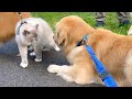 老犬バーニーズが散歩中のネコと出会って大変なことに
