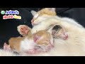 Baby newborn kittens learn their first lesson after rescue to be a real cat