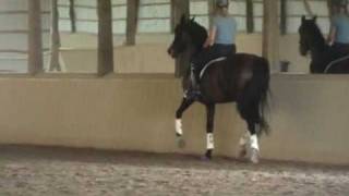 Nachtwind DHF Breezy Piaffe Passage 2